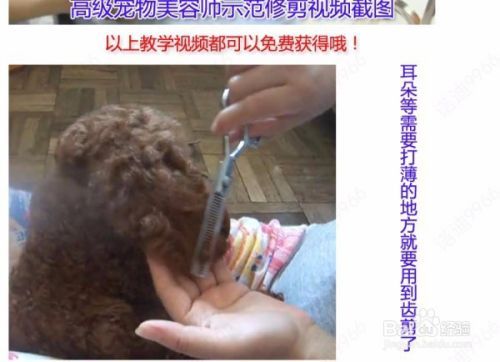 怎样给泰迪剪毛
