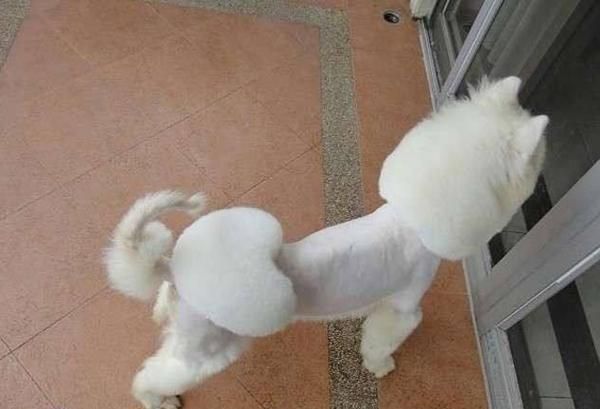 如何在家给宠物狗美容剃毛