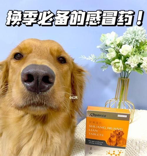 如何科学养护宠物巢鼠（巢鼠宠物的饲养技巧与注意事项）