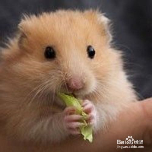 如何轻松地饲养仓鼠