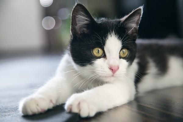 猫咪健康的隐形杀手，十种常见疾病解读