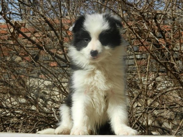 信誉第一实体店出售——纯种健康边境牧羊犬 138.jpg