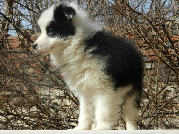 信誉第一实体店出售——纯种健康边境牧羊犬 141.jpg