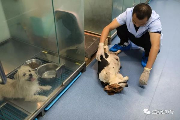 ▲9月9日,一只马上就要生产的代孕母狗在享受工作人员抚摸。新京报记者浦峰 摄