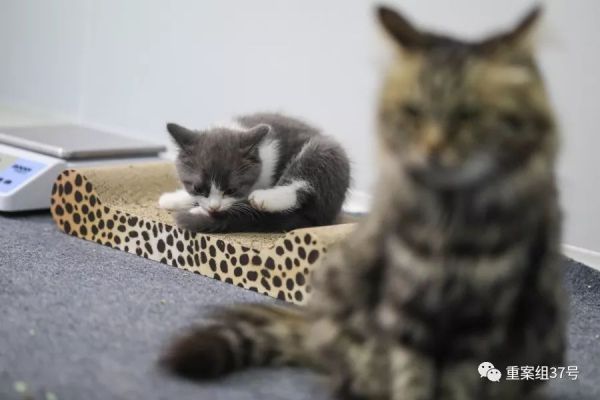▲9月9日,“大蒜”和她的代孕猫妈妈形影不离。代孕猫妈妈是中华田园猫,“大蒜”是英短猫。新京报记者 浦峰 摄