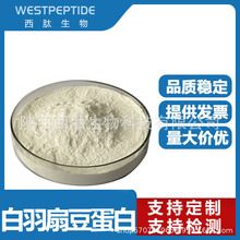 白羽扇豆蛋白 60% 白羽扇豆粉 白羽扇豆提取物 植物蛋白粉原料
