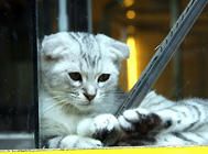 维生素D与猫咪健康