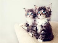 猫咪维生素缺乏症的表现