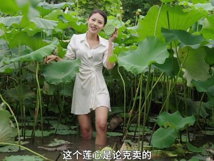 莲子全身都是宝啊，莲心可以泡茶，莲子可以煲汤，莲壳可以煮水洗澡。#新农人计划2024 #乡村生活家 #莲蓬莲子 #我的乡村生活