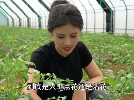 一场大雨遭了殃，我的棚里也反水了，我的挽救方式是继续浇水 #我的乡村生活 #新农人计划2024 #乡村生活家 #乡村守护人