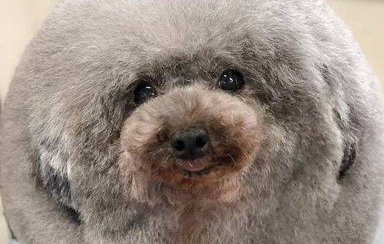 狗狗缺锌的因素及影响 要多关心狗狗哦!