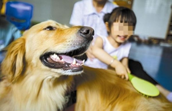  与“狗医生”熟悉起来的小朋友，开心地给狗狗梳起了毛。