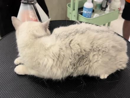 今天不剃毛,今天梳毛#养猫的应该都懂吧 这猫掉的