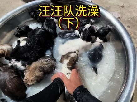 汪汪队洗澡大狗们都已经洗好,下面开始给小汪汪队们洗,家里面的猫我都已经抓笼子里面了,我准备给它们重新改造一个豪华猫舍。#农村生活 #狗 #乡村守护人