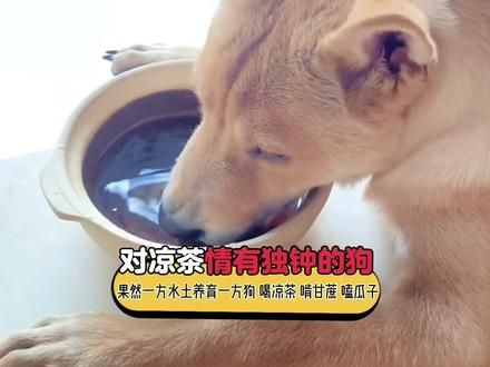 对广东“凉茶”情有独钟的中华田园犬,最不像狗的狗,喝凉茶、啃甘蔗、嗑瓜子,还和铲屎官无障碍沟通 #万万没想到 #中华田园犬