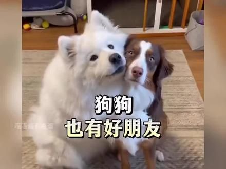 狗狗的朋友们#狗狗的朋友 #狗狗护主 #宠物训练