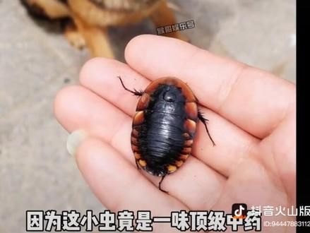#科学养宠攻略 #愿每个小狗都能遇见好的主人 #动物趣事