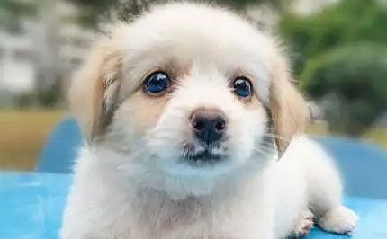 狗狗也有自己的语言，不信你看这篇文章！