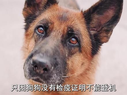 男人狠心将狗狗抛弃，为了回到主人身边，狗狗竟在机场苦守两年 #电影解说 #我的观影报告 #治愈 #狗狗