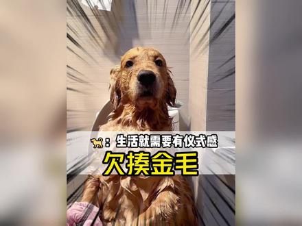 一只靠挨揍走红的金毛，挨揍就是它的仪式感！#狗狗 #金毛 #养狗的乐趣