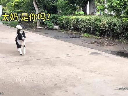 逗狗名场面#狗狗 #动物的迷惑行为 #那傻狗 #体验精神小伙的一天 #不养狗不知道养狗的乐趣