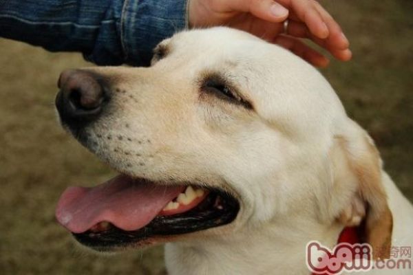 瞅懂爱犬示佳谈话，调换没有再有曲解