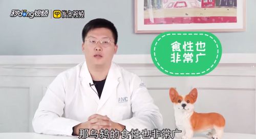 乌鸫鸟如何喂养