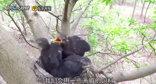 乌鸫鸟如何喂养