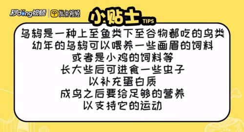 乌鸫鸟如何喂养
