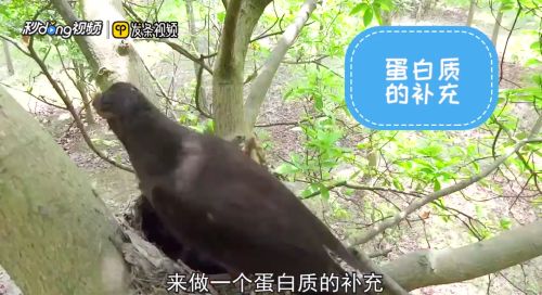 乌鸫鸟如何喂养