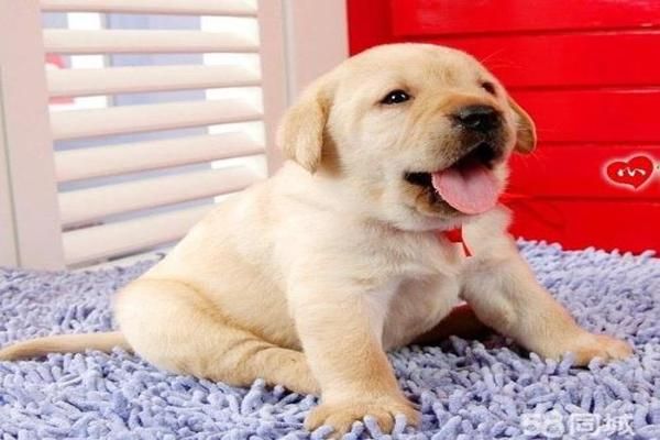 如何正确喂养拉布拉多犬？如何教拉布拉多犬适应刷牙