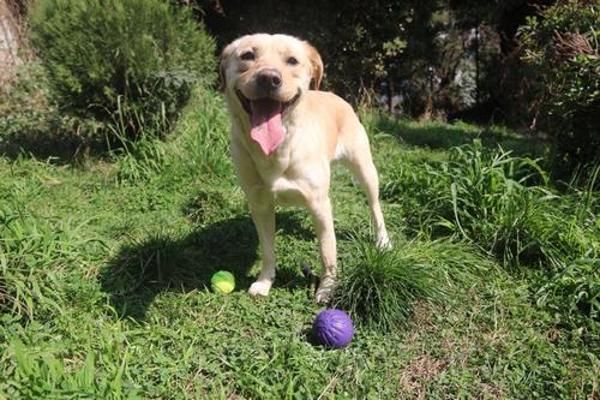 你知道拉布拉多犬猎犬的性格和特点吗？怎么照顾拉布拉多犬