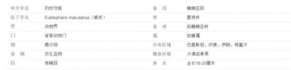 最适合学生和懒人养的爬宠:守宫的饲养入门指南