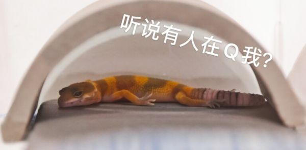最适合学生和懒人养的爬宠:守宫的饲养入门指南