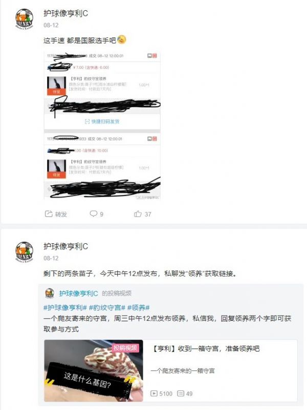 最适合学生和懒人养的爬宠:守宫的饲养入门指南