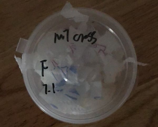 最适合学生和懒人养的爬宠:守宫的饲养入门指南