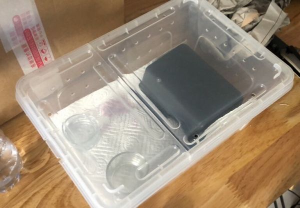 最适合学生和懒人养的爬宠:守宫的饲养入门指南