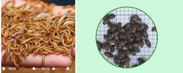 最适合学生和懒人养的爬宠:守宫的饲养入门指南