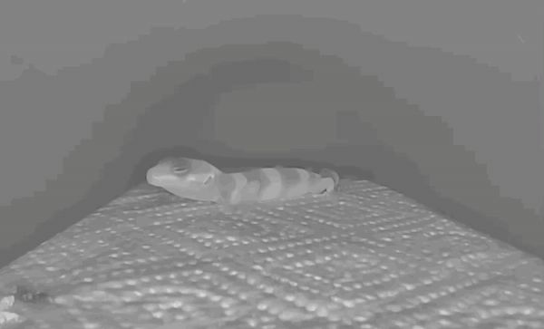 最适合学生和懒人养的爬宠:守宫的饲养入门指南