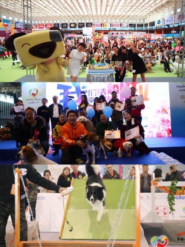 2019中国宠物文化节,五城联动点燃消费市场
