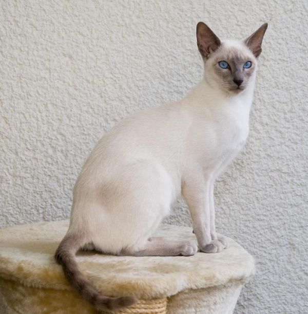 猫咪也需要有伴侣，这六个品种的猫咪都需要有另一半，你知道吗？