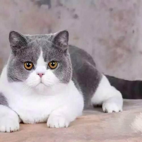 猫咪也需要有伴侣，这六个品种的猫咪都需要有另一半，你知道吗？