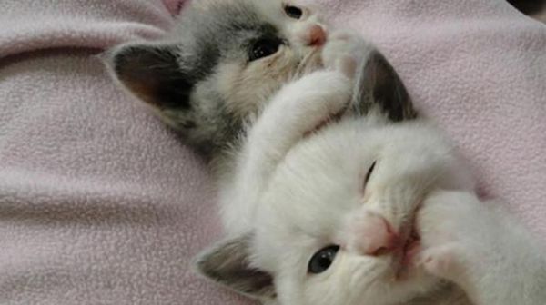 猫咪的脱毛期（探究猫咪的脱毛期）