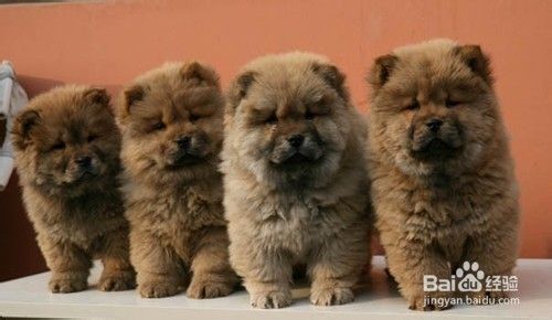 狗狗脱毛的原因与防治措施