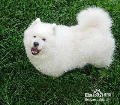 狗狗脱毛的原因与防治措施