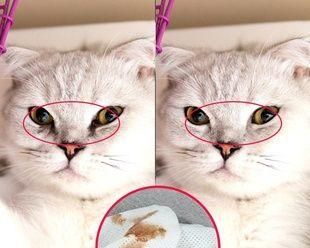 你的猫眼屎正常吗（了解猫眼屎的颜色）