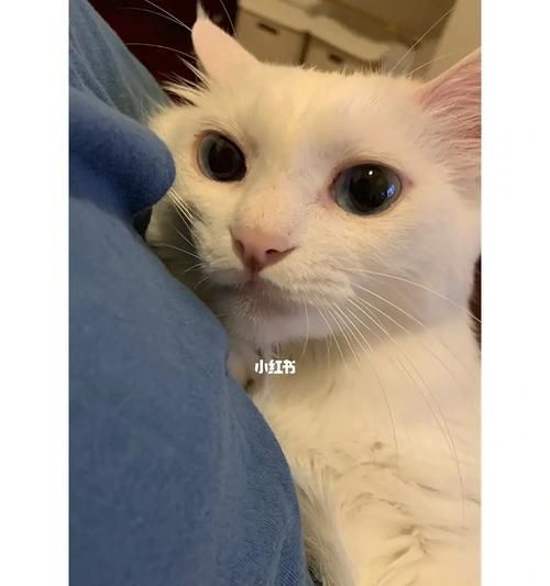 如何清理猫咪的眼屎（宠物主人必知的眼部护理方法）