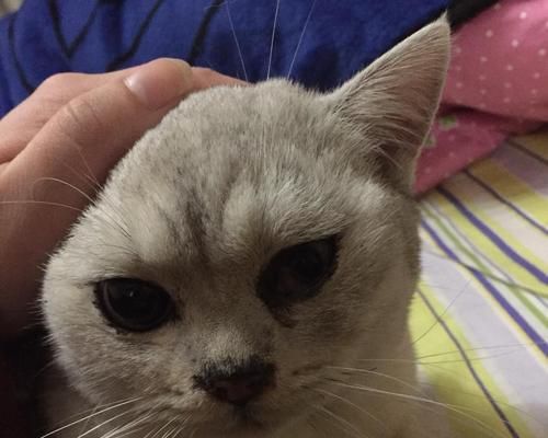 宠物猫多眼屎应该怎么办（如何清理猫咪的眼屎）