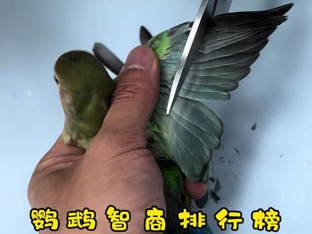 鹦鹉智商排行榜#手养鹦鹉 #萌宠出道计划 #铲屎官的乐趣 #神奇动物在抖音 #鹦鹉小白
