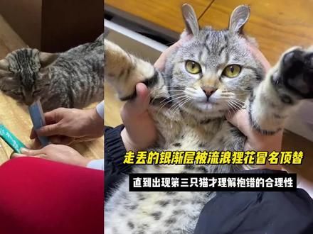 走失银渐层被流浪狸花冒名顶替,发现第三只猫才理解抱错的合理性 #银渐层 #流浪猫 #萌宠出道计划 #动物的迷惑行为 #猫猫的心思全写在脸上了